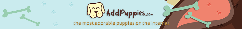 AddPuppies - The Most Adorable Puppies On The Internet