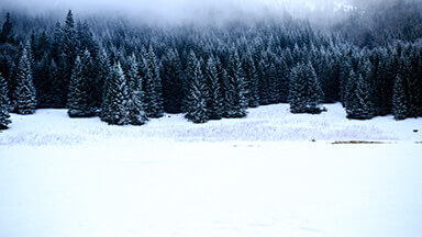 Black Forest Laptop Background