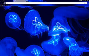 Blue JellyFish Chrome Theme