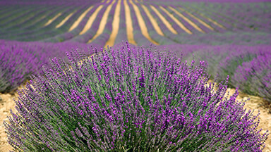 Lavender Laptop Background