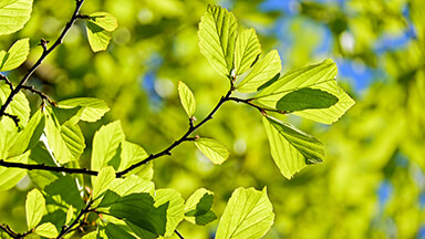 Persian Oak Tree 4K Wallpaper