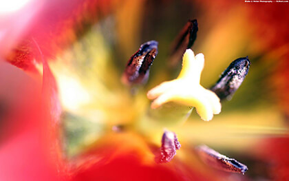 Google Chrome Background