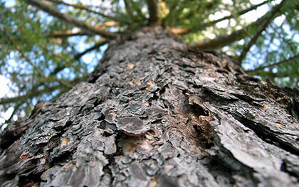 Google Chrome Background