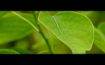 Google Chrome Background