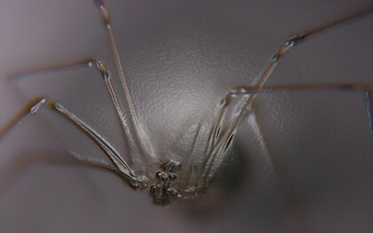 Google Chrome Background