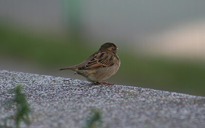 Google Chrome Background