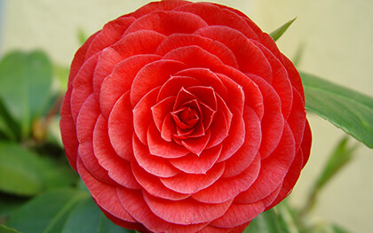 Google Chrome Background