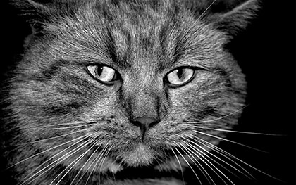 Google Chrome Background