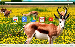 Springbok Chrome Theme