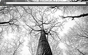 Tree Branches Chrome Theme