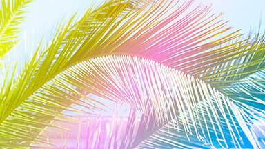 Tropicana Laptop Background