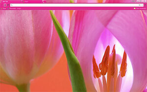 Tulips Chrome Theme