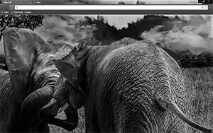 Wild Elephants Chrome Theme