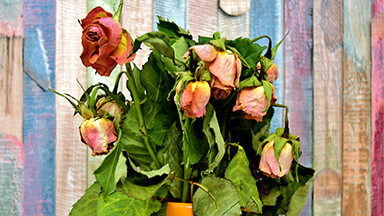 Withered Roses Laptop Background