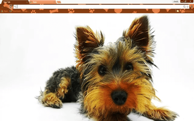 Yorkie Puppy Google Chrome Theme