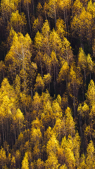 Autumn Amber Phone Wallpaper