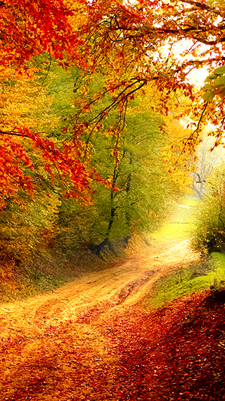 Autumn Bend Phone Wallpaper