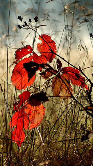 Autumn Leaves Phone Wallpaper