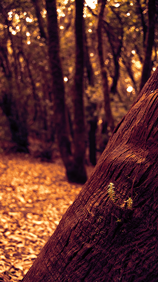 Autumn Tree Phone Wallpaper