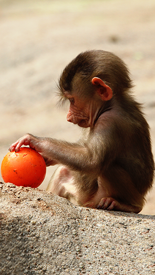 Baby Baboon Phone Wallpaper