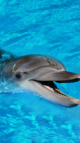 Baby Dolphin Phone Wallpaper