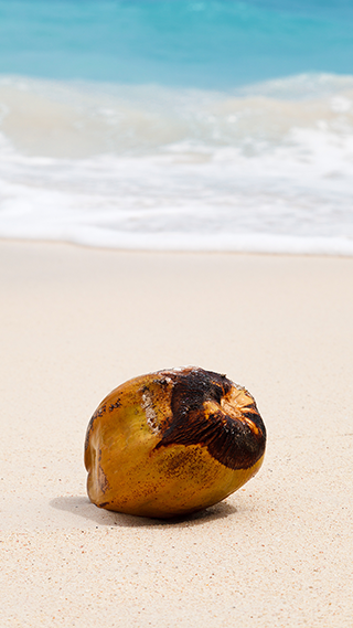 Beached Coconut Phone Wallpaper