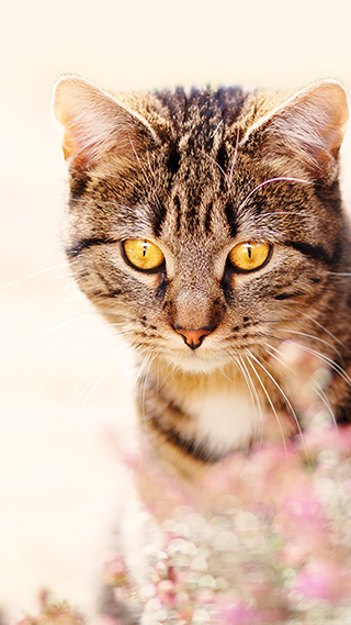 Beautiful Kitty iPhone Wallpaper