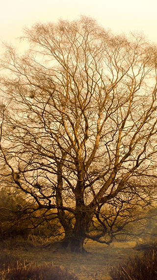 Big Tree Phone Wallpaper