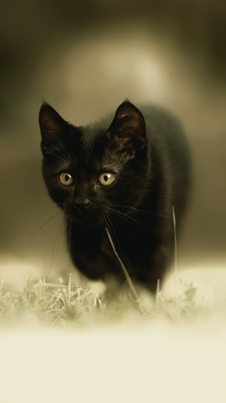 Black Kitten Phone Wallpaper