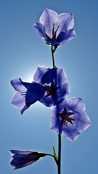 Blue Bell Flowers Phone Wallpaper