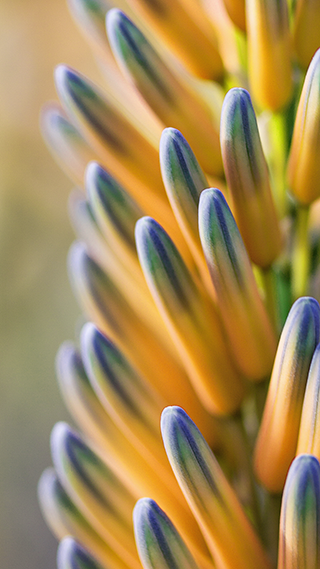Blue Buds Phone Wallpaper