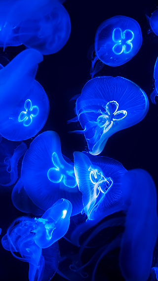 Blue Jellyfish Phone Wallpaper