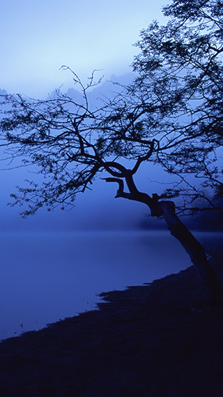 Blue Tree Phone Wallpaper
