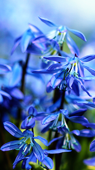 Bluebell Flowers Phone Wallpaper