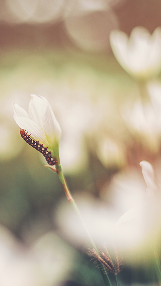 Caterpillar Phone Wallpaper