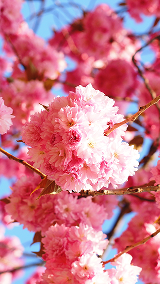 Cherry Blossom Phone Wallpaper