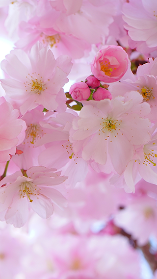 Cherry Blossom Pink Phone Wallpaper