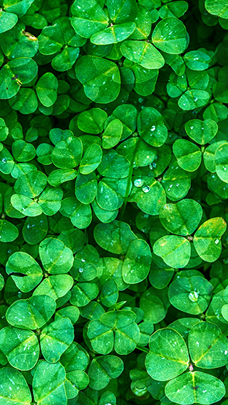 Clover Phone Wallpaper
