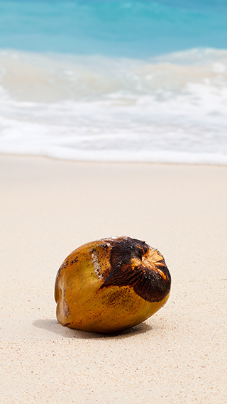 Coconut Phone Wallpaper