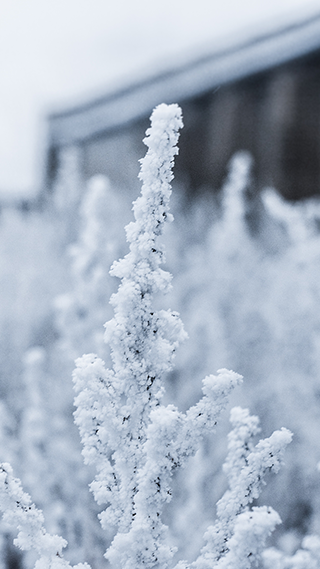 Cold Snow Phone Wallpaper
