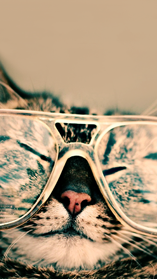 Cool Kitty Phone Wallpaper