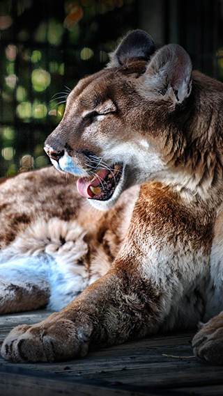 Cougar Phone Wallpaper