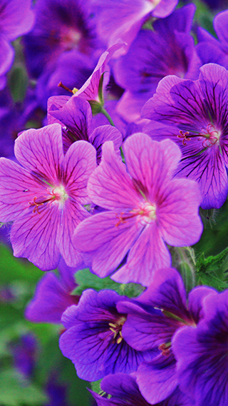 Cranesbill Flowers Phone Wallpaper