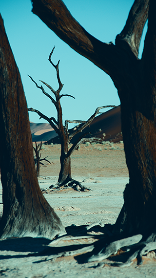 Creepy Trees Phone Wallpaper