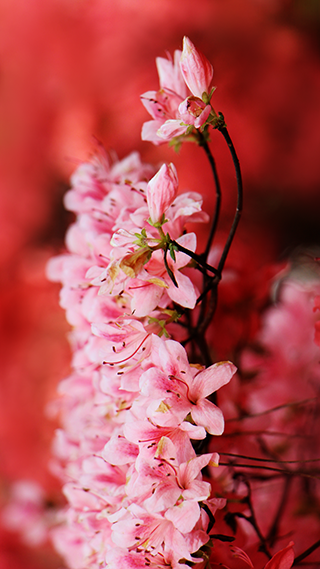 Crimson Blossom Phone Wallpaper
