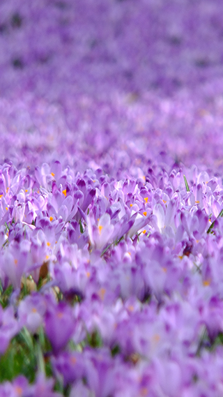 Crocus Field Phone Wallpaper