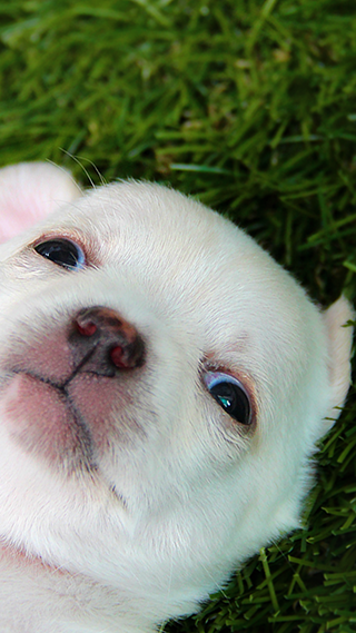 Cute Puppy Phone Wallpaper