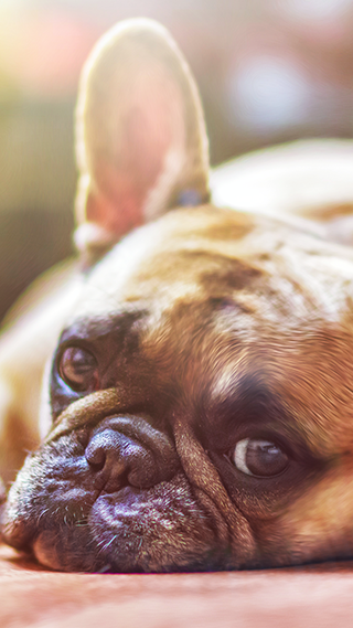 Cuteness Phone Wallpaper