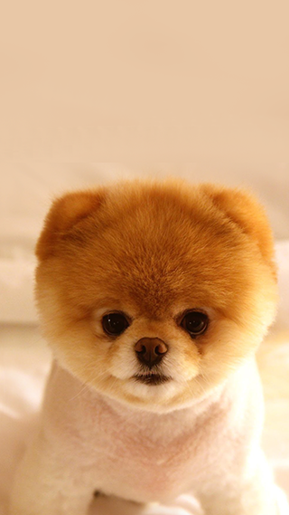 Cutest Puppy Dog Phone Wallpaper