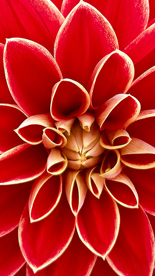 Dahlia Phone Wallpaper
